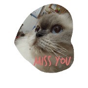 popo cat