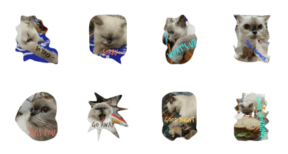 popo cat