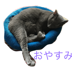 Aoi the cat