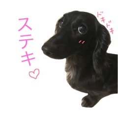 dachshund   hana2