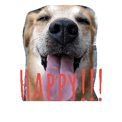 犬好きのための可愛いスタンプ Line スタンプ Line Store