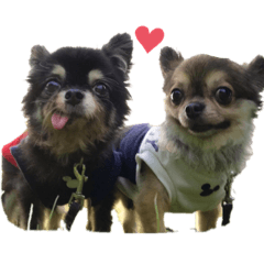 チワワ Lineクリエイターズスタンプまとめ Stamplist チワワ Lineクリエイターズスタンプまとめ Stamplist