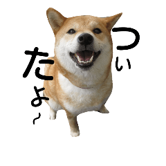I am japanese dog shiba