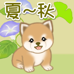 Puppy of Mameshiba in early autumn