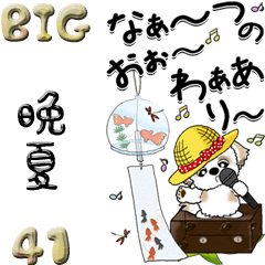 (Big) Shih Tzu 41 (End of summer)