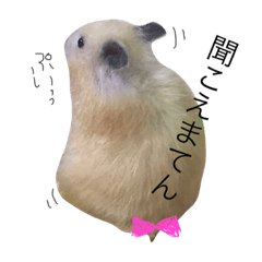 maapoo