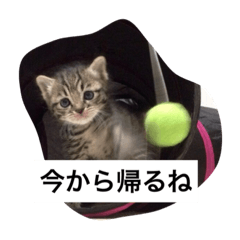roko's cats