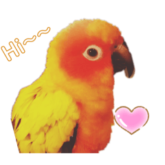 可愛的金太陽鸚鵡