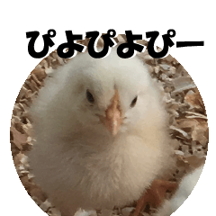 piyopiyo chick