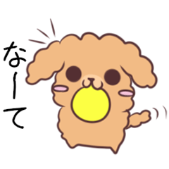 Toy poodle of Nagoya dialect 3