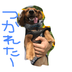 miyoshi kotaro