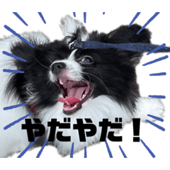 We are papillons !