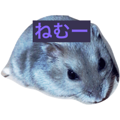 HAM STAR