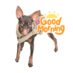 Doberman&Miniature Pinscher etc