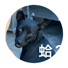 儀？請問妳是阿告嗎