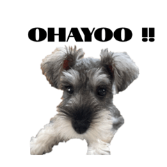 ringo_20210811104651