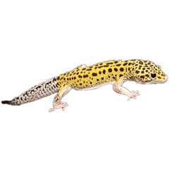 KINACO_20210811175540