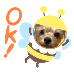 POPO_Yorkie