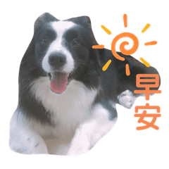 邊境牧羊犬朵拉Dora