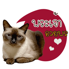 Brownie Siamese Cat