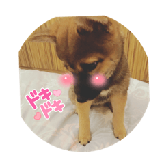 _lovelySORA_