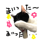 Happy  Cat