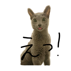 Russian blue 1118