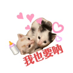貓貓咪咪狗狗旺旺