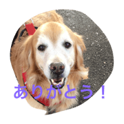 LOVELY  dog2