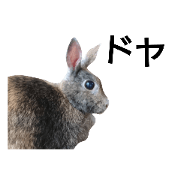 Rabbit U-chan!