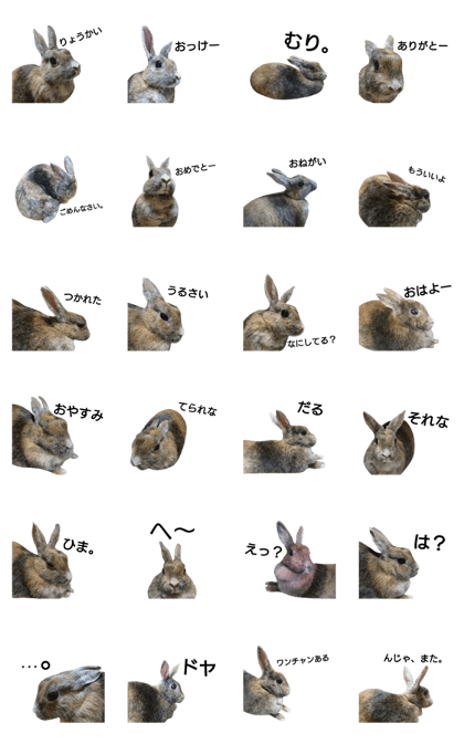 Rabbit U-chan!