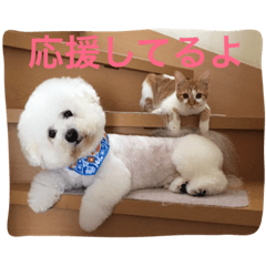 ひとことメッセージ 猫&犬バージョン part1