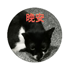 這是一個關於貓咪和動物的故事