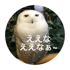 kame_20210813-monkey-owl