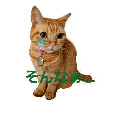 ["cat "Moochan"  basic"]