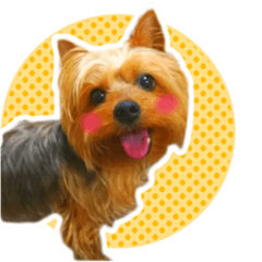 Yorkshire terrier Lychee