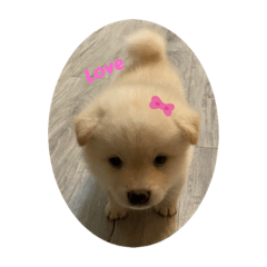 Love Q寶