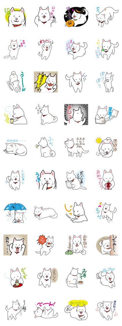 white cute dog