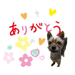 cherry_20210813171954