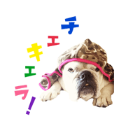 English bulldog named Hatchan.