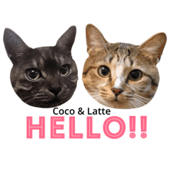 Cat sisters "Coco & Latte"