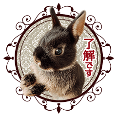 rabbit meru chan