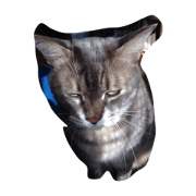 LIA THE CAT