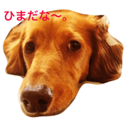Dachshund'CHOCO