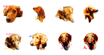 Dachshund'CHOCO