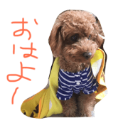 toypoodle...