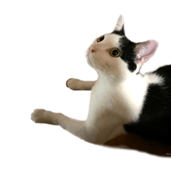 sayuri_20210814012623