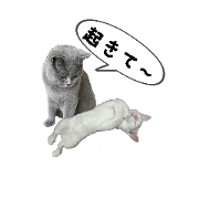 Coolcat&whitecat