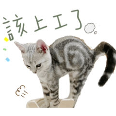 Wifi 和銀絲卷的生活