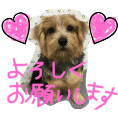 Norfolk Terrier non. I love my family.